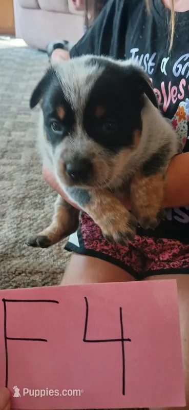 Callie – Australian Cattle Dog puppy for sale in Media, IL