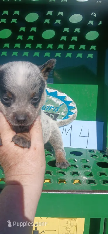 Buster – Australian Cattle Dog puppy for sale in Media, IL