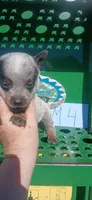 Buster, a male Australian Cattle Dog for sale in Media, IL – 1 of 2