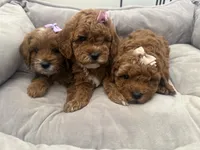 F1b cavapoo - cream bow, a female Cavapoo for sale in Corona, CA – 1 of 10