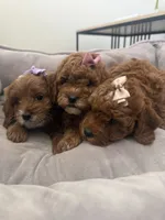 F1b cavapoo - cream bow, a female Cavapoo for sale in Corona, CA – 3 of 10