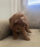 F1b cavapoo - pink bow, a female Cavapoo for sale in Corona, CA – 4 of 5