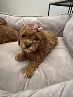 F1b cavapoo - cream bow, a female Cavapoo for sale in Corona, CA – 4 of 10