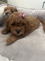 F1b cavapoo - cream bow, a female Cavapoo for sale in Corona, CA – 7 of 10