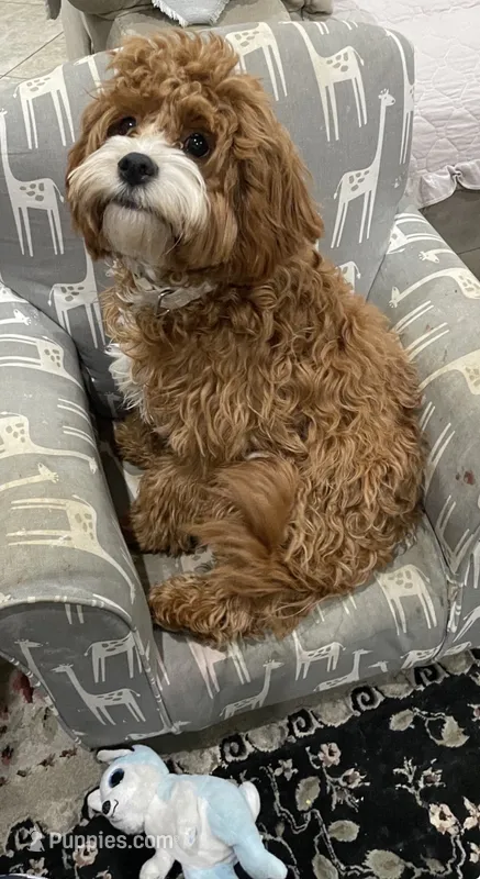 Cola – Cavapoo puppy for sale in Corona, CA