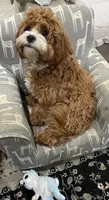 Cola, a female Cavapoo for sale in Corona, CA – 1 of 2