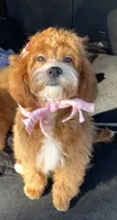 Cola, a female Cavapoo for sale in Corona, CA – 2 of 2