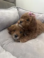 F1b cavapoo - cream bow, a female Cavapoo for sale in Corona, CA – 8 of 10