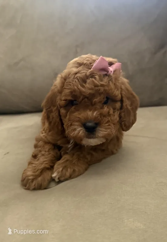F1b cavapoo - pink bow – Cavapoo puppy for sale in Corona, CA