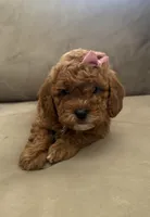 F1b cavapoo - pink bow, a female Cavapoo for sale in Corona, CA – 1 of 5