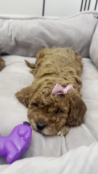 F1b cavapoo - cream bow, a female Cavapoo for sale in Corona, CA – 5 of 10