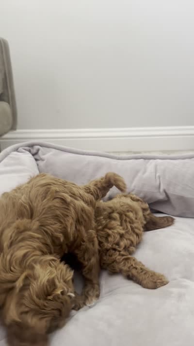 F1b cavapoo - pink bow, a female Cavapoo for sale in Corona, CA – 5 of 5