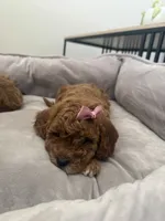 F1b cavapoo - cream bow, a female Cavapoo for sale in Corona, CA – 6 of 10
