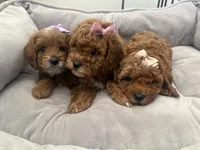F1b cavapoo - cream bow, a female Cavapoo for sale in Corona, CA – 2 of 10