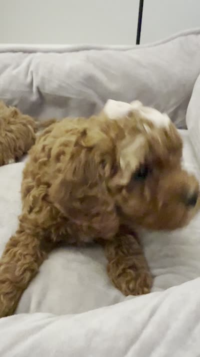 F1b cavapoo - cream bow, a female Cavapoo for sale in Corona, CA – 10 of 10