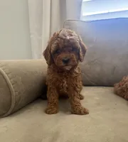 F1b cavapoo - pink bow, a female Cavapoo for sale in Corona, CA – 2 of 5
