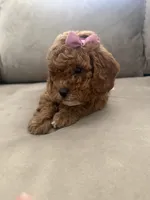 F1b cavapoo - pink bow, a female Cavapoo for sale in Corona, CA – 3 of 5