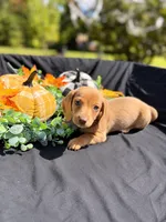 Simba , a male Miniature Dachshund for sale in Indian Trail, NC – 2 of 3