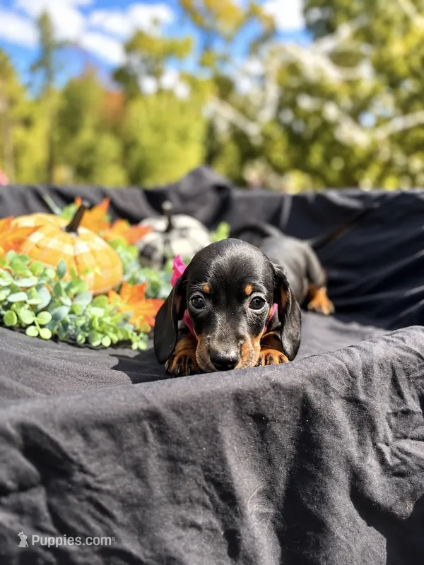 Angel  – Miniature Dachshund puppy for sale in Indian Trail, NC