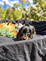 Angel , a female Miniature Dachshund for sale in Indian Trail, NC – 1 of 8