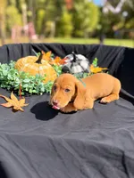Zazu , a male Miniature Dachshund for sale in Indian Trail, NC – 4 of 5