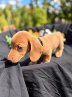 Simba , a male Miniature Dachshund for sale in Indian Trail, NC – 3 of 3