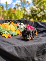 Angel , a female Miniature Dachshund for sale in Indian Trail, NC – 4 of 8