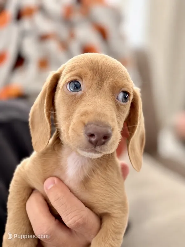 Simba  – Miniature Dachshund puppy for sale in Indian Trail, NC