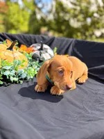 Zazu , a male Miniature Dachshund for sale in Indian Trail, NC – 3 of 5