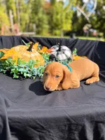 Zazu , a male Miniature Dachshund for sale in Indian Trail, NC – 5 of 5