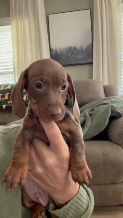Stitch , a male Miniature Dachshund for sale in Indian Trail, NC – 6 of 6