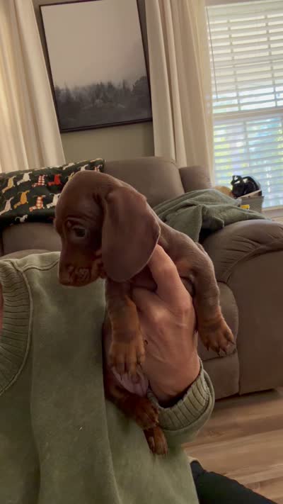 Stitch , a male Miniature Dachshund for sale in Indian Trail, NC – 4 of 6
