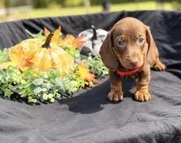 Stitch , a male Miniature Dachshund for sale in Indian Trail, NC – 1 of 6