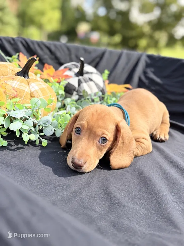 Zazu  – Miniature Dachshund puppy for sale in Indian Trail, NC