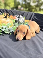 Zazu , a male Miniature Dachshund for sale in Indian Trail, NC – 1 of 5