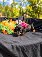 Angel , a female Miniature Dachshund for sale in Indian Trail, NC – 2 of 8