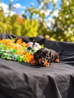 Angel , a female Miniature Dachshund for sale in Indian Trail, NC – 6 of 8