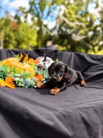 Angel , a female Miniature Dachshund for sale in Indian Trail, NC – 3 of 8