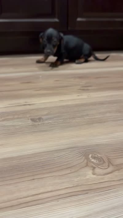Angel , a female Miniature Dachshund for sale in Indian Trail, NC – 7 of 8