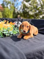 Zazu , a male Miniature Dachshund for sale in Indian Trail, NC – 2 of 5