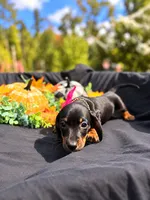 Angel , a female Miniature Dachshund for sale in Indian Trail, NC – 5 of 8