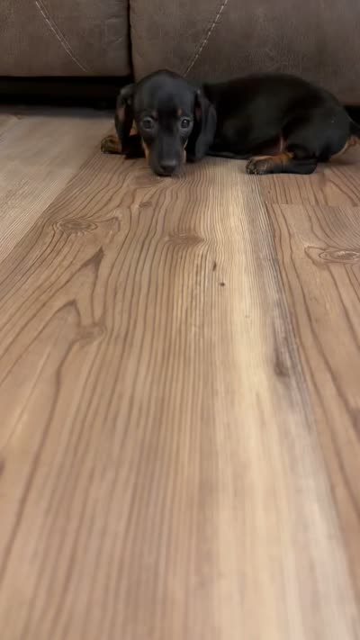 Angel , a female Miniature Dachshund for sale in Indian Trail, NC – 8 of 8