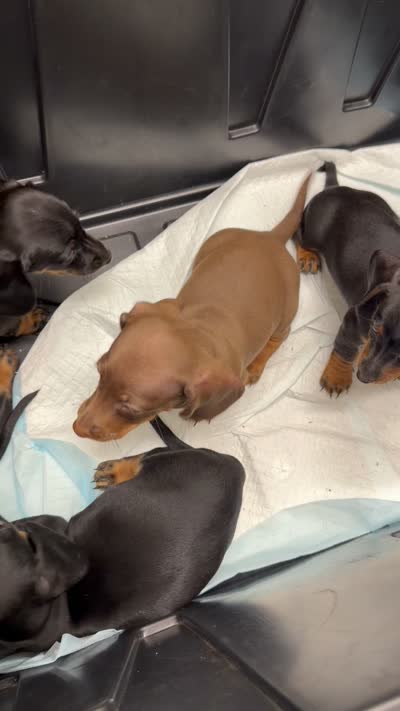 Stitch , a male Miniature Dachshund for sale in Indian Trail, NC – 5 of 6
