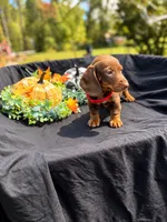 Stitch , a male Miniature Dachshund for sale in Indian Trail, NC – 3 of 6