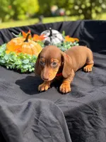 Stitch , a male Miniature Dachshund for sale in Indian Trail, NC – 2 of 6