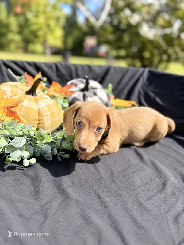 Simba  – Miniature Dachshund puppy for sale in Indian Trail, NC