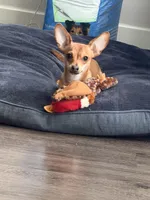 Carlos , a male Chihuahua for sale in San Antonio, TX – Photo 4 of 5