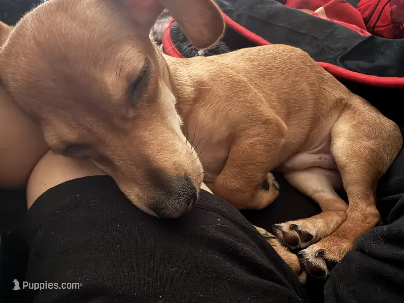 Carlos  – Chihuahua puppy for sale in San Antonio, TX