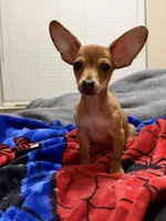 Carlos , a male Chihuahua for sale in San Antonio, TX – Photo 5 of 5