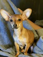 Carlos , a male Chihuahua for sale in San Antonio, TX – Photo 2 of 5